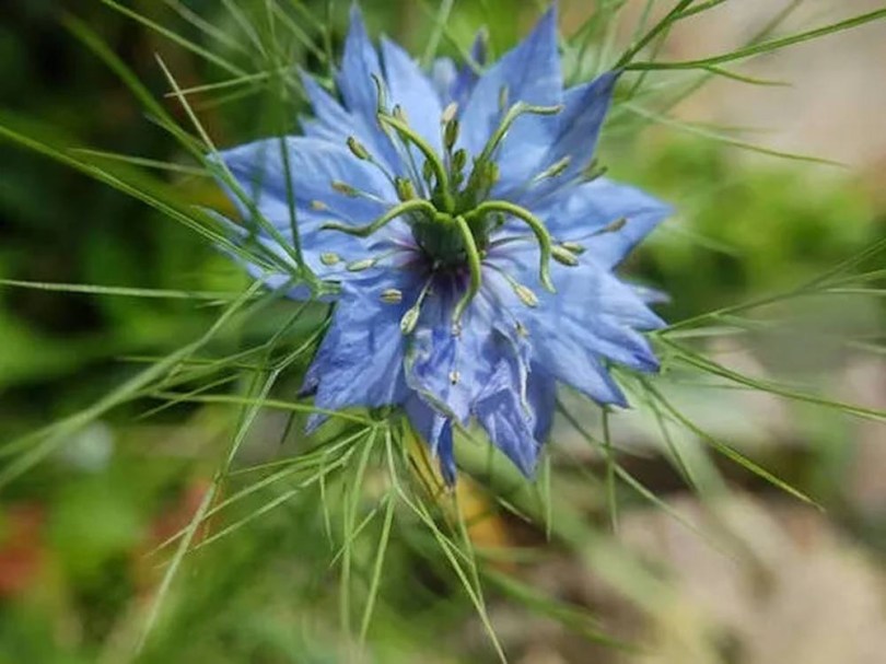 Kerti katicavirág - Egri kék, Nigella damascena, fűszernövény, fűszer